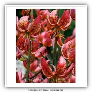 Лилия Манитоба Морнинг 1шт (КолЛайн) 2шт/уп