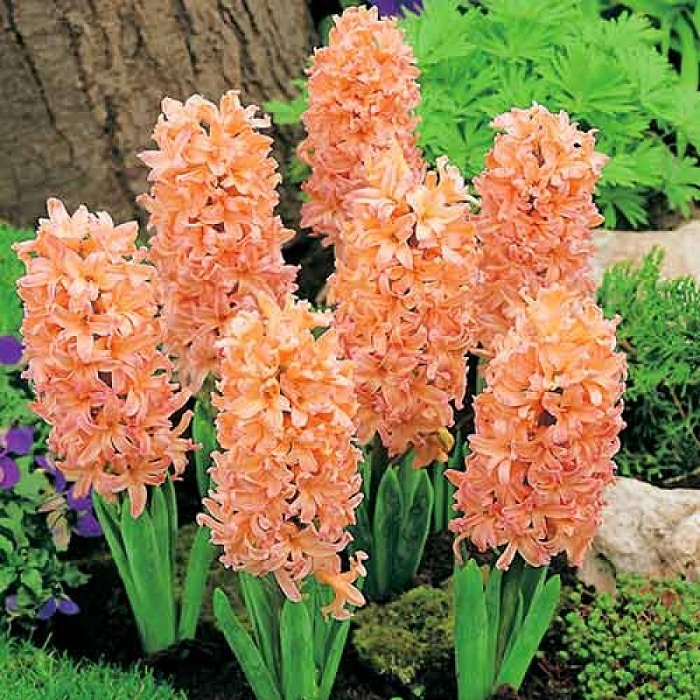 Гиацинт Джипси Куин 17/18 1шт (КолЛайн) 3шт/уп оранжевый