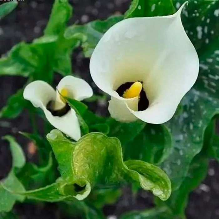 Калла Блэк Айд Бьюти 1шт (КолЛайн) 2шт/уп