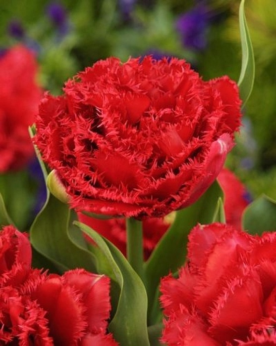 Тюльпан Лион Кинг 1шт (КолЛайн) 7шт/уп дв.эффект