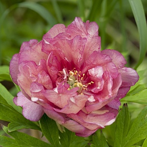 Пион Ито Хиллари 1шт (КолЛайн)