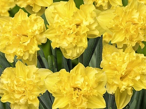 Нарцисс Сейлормэн 1шт (КолЛайн)