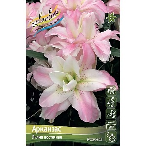 Лилия Арканзас 14/16  1шт (КолЛайн) 3шт/уп