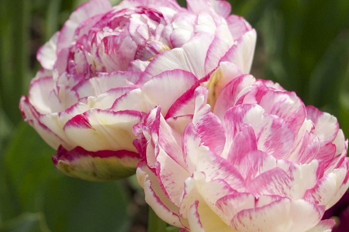 Тюльпан Дабл Тач 11/12 1шт (Садовита) 7шт/уп