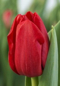 Тюльпан Хертбрейкер 1шт (КолЛайн) 8шт/уп