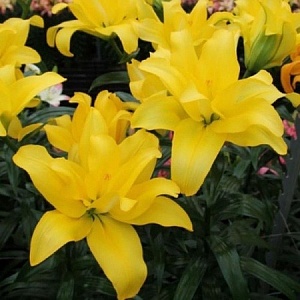 Лилия Баттерфляй Вингз махр. 12/14 1шт (КолЛайн) 2шт/уп