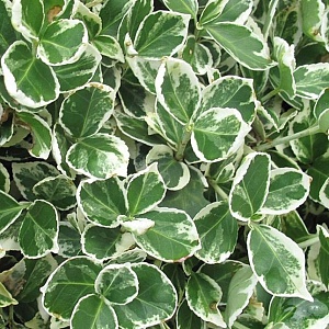 Бересклет Эмеральд Гаити 1шт (КолЛайн)