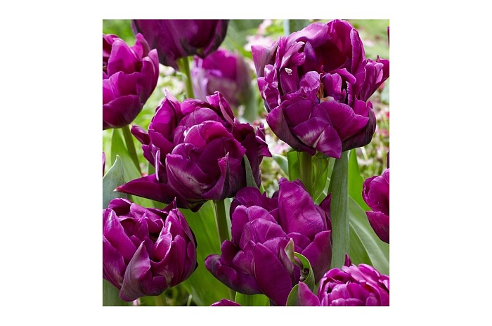 Тюльпан Пурпл Пион 11/12 1шт (Садовита) 8шт/уп