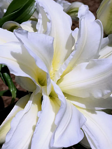 Лилия Боул оф Бьюти 12/14 1шт (КолЛайн) 5шт/уп