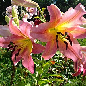 Лилия Он Стейдж 18/20 1шт (КолЛайн) 2шт/уп