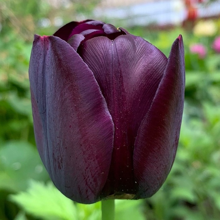 Тюльпан Кафе Нуар 11/12 1шт (Садовита) 3шт/уп