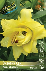 Лилия Экзотик Сан 12/14 1шт (КолЛайн) 5шт/уп