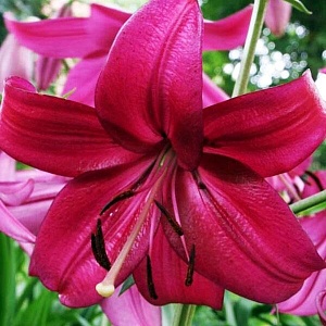 Лилия Пурпл Марбл 12/14 1шт (КолЛайн)