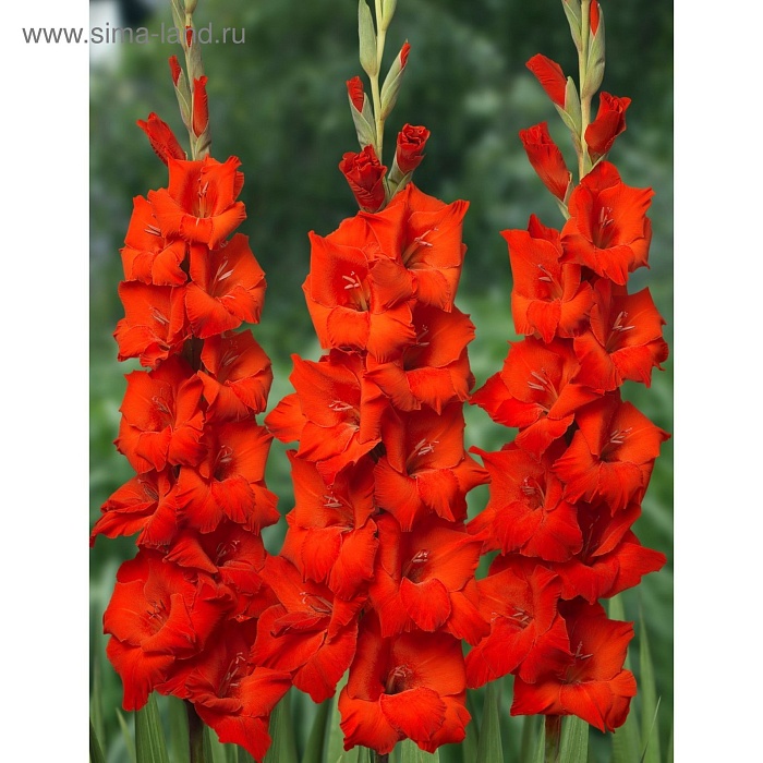 Гладиолус Хантинг Сонг 10/12 1шт (КолЛайн) 8шт/уп 