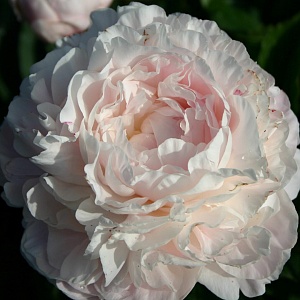 Пион Ник Шейлор 1шт (КолЛайн)