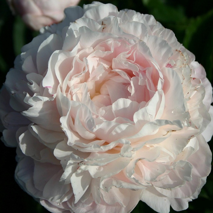 Пион Ник Шейлор 1шт (КолЛайн)