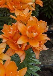 Лилия Уотч Ап 11/12 1шт (КолЛайн) 2шт/уп