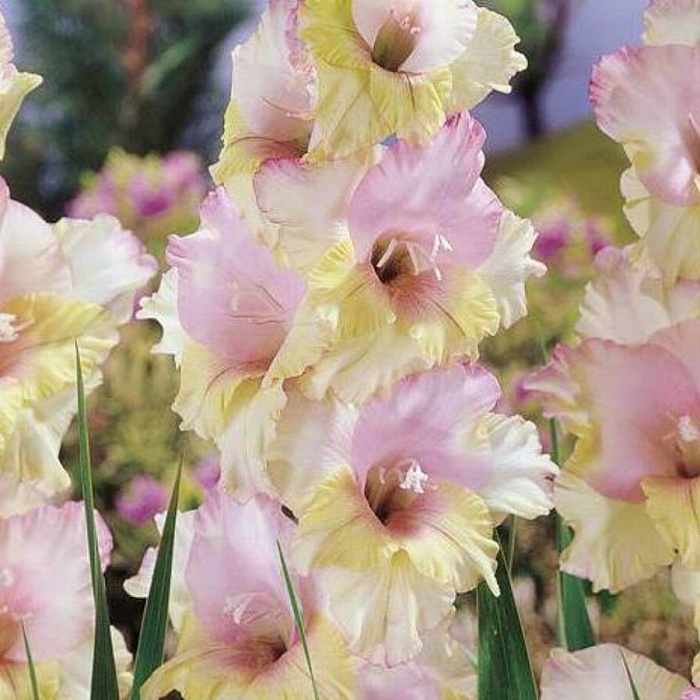 Гладиолус Мон Амур 12/14 (НК) 10шт/уп