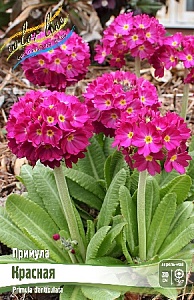 Примула Дентикулята Красный 1шт (КолЛайн)