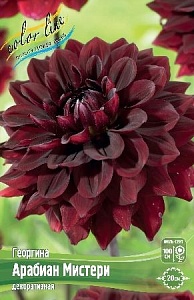 Георгина Арабиан Мистери 1шт (КолЛайн)