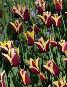 Тюльпан Гавота 1шт (КолЛайн) 3шт/уп