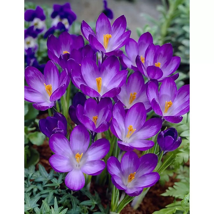 Крокус Руби Гиант 5/+ 1шт (Садовита) 5шт/уп