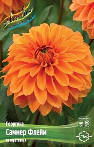Георгина Саммер Флейм 1шт (КолЛайн)