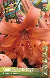 Лилия Салмон Флейвоур 12/14 1шт (КолЛайн) 5шт/уп