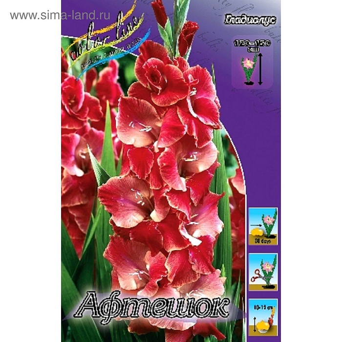 Гладиолус Афтешок 10/12 1шт (КолЛайн) 3шт/уп