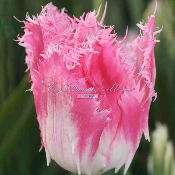 Тюльпан Хьюс Тен Бош 1шт (КолЛайн) 8шт/уп