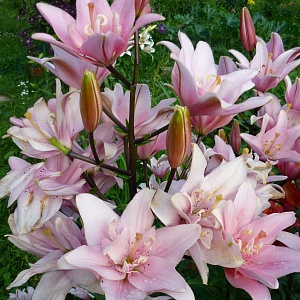 Лилия Элоди 12/14 1шт (КолЛайн) 5шт/уп азиатка, розовая