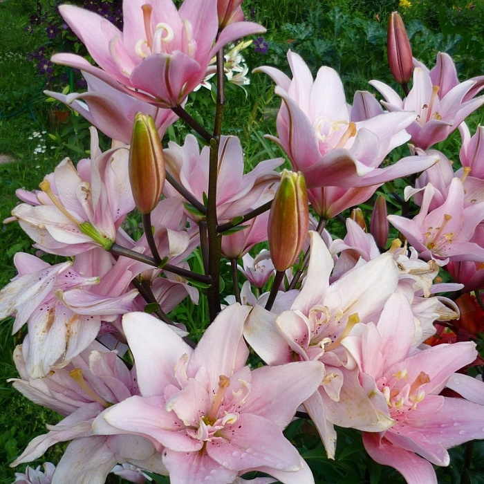 Лилия Элоди 12/14 1шт (КолЛайн)