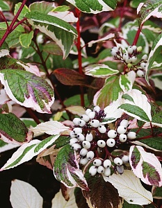 Дерен Сибирика Вариегата белый 1шт (КолЛайн)