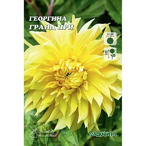 Георгина Гранд При 1шт (Садовита)