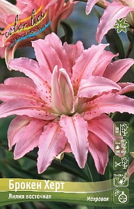 Лилия Брокен Херт 12/14 1шт (КолЛайн) 5шт/уп