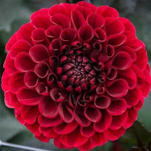 Георгина Баккара 1шт (КолЛайн)