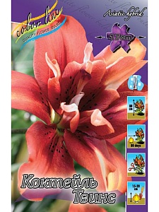 Лилия Коктейль Твинс 12/14 1шт (КолЛайн) 5шт/уп