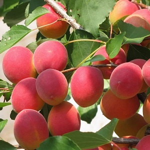 Абрикос Саратовский рубин (Садовита)