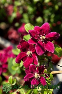 Клематис Зося  Р9 1шт (КолЛайн)