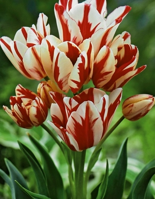 Тюльпан Флэминг Клаб 11/12 1шт (Садовита) 7шт/уп