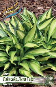 Хоста Лэйксанд Литл Тафт 1шт (КолЛайн)