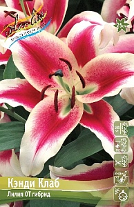 Лилия Кэнди Клаб 12/14 1шт (КолЛайн) 5шт/уп