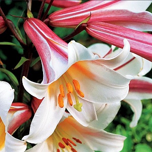 Лилия Регале Албум 12/14 1шт (КолЛайн) 2шт/уп