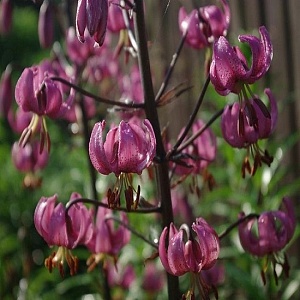 Лилия Пурпл Морнинг 12/14 1шт (КолЛайн) 2шт/уп