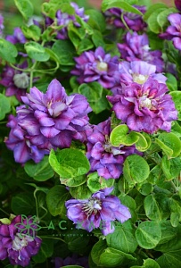 Клематис Королева Бона 1шт (КолЛайн)