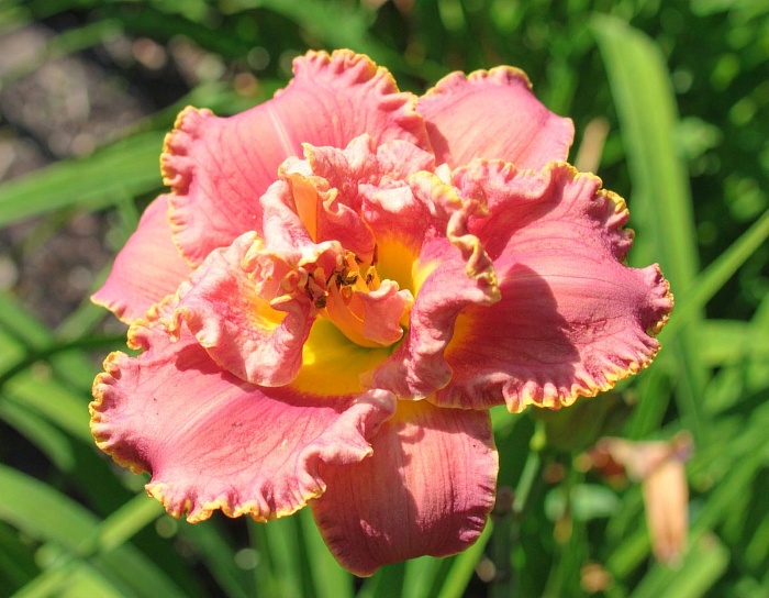 Лилейник Анлок Зе Старз 1шт (КолЛайн) 