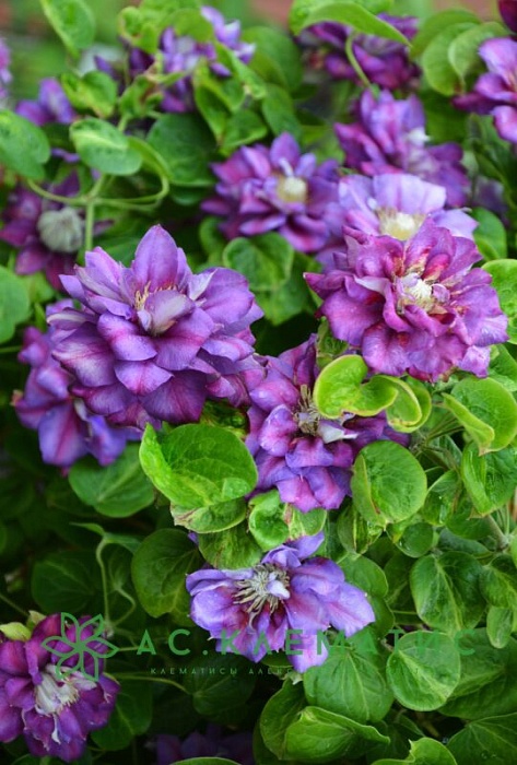 Клематис Королева Бона 1шт (КолЛайн)