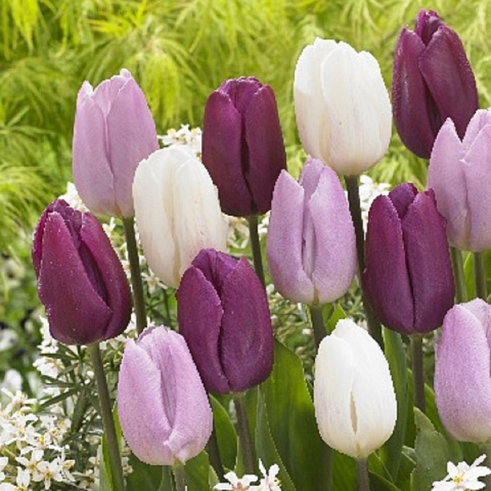 Тюльпан Смесь серии Принс 1шт (КолЛайн) 8шт/уп