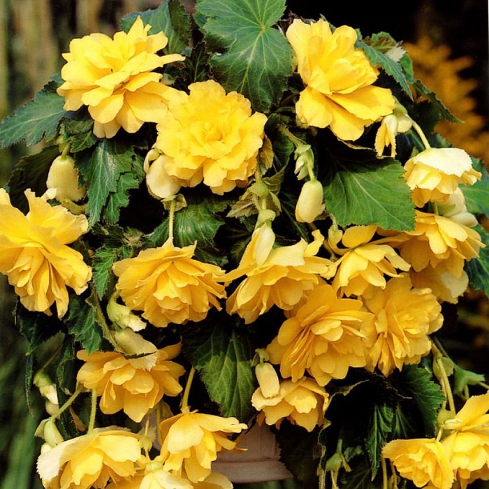 Бегония Пендула Желтая 1шт (КолЛайн) 