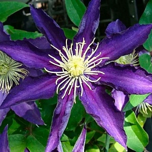 Клематис Хакуоокан 1шт (КолЛайн)